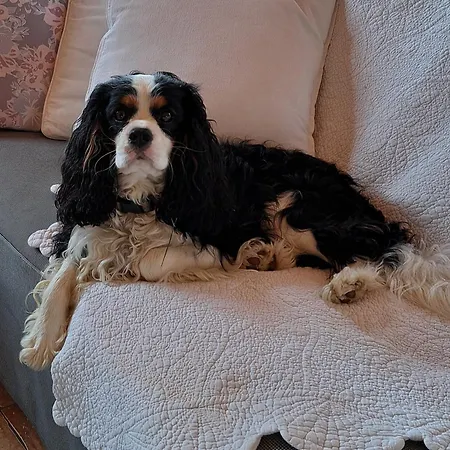 La Vernassonne Alzonne